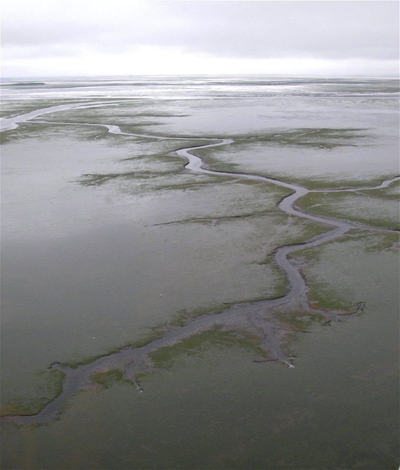 Channels in eelgrass beds