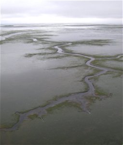 Channels in eelgrass beds