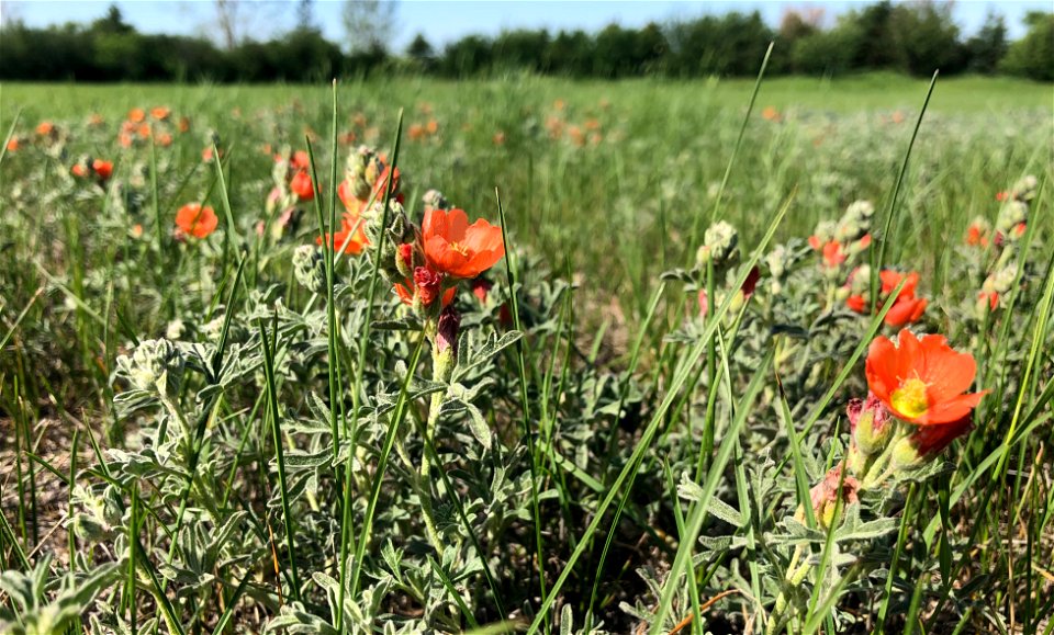 2021/365/166 Prairie Mallow On Duty