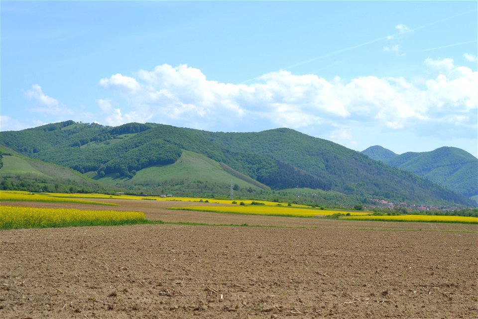 Rapeseed Field