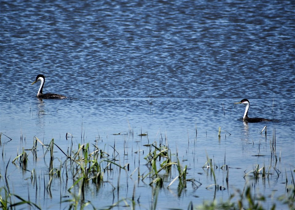 Western Grebe Pair Lake Andes National Wildlife Refuge South Dakota