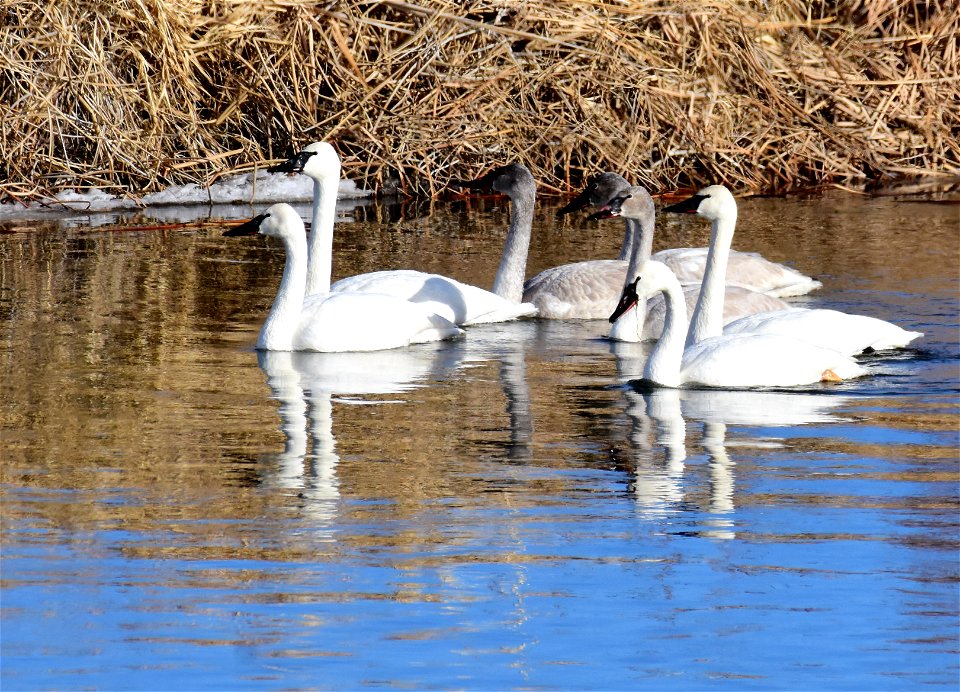 Trumpeter swans at Seedskadee National Wildlife Refuge