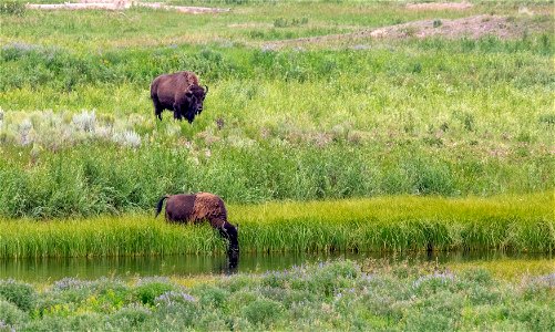 Two cow bison at Slough Creek