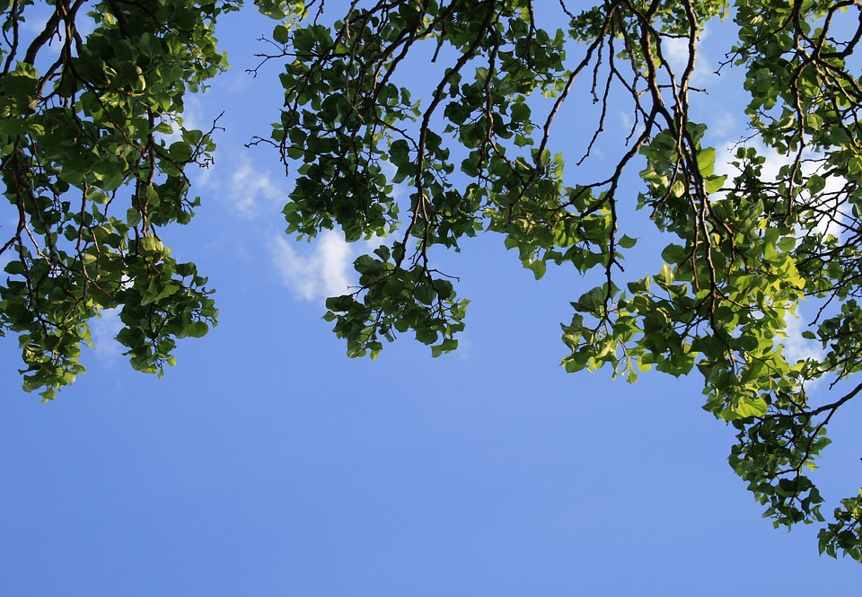 Leaves clumped green
