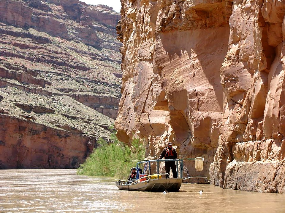 Electrofishing on the Colorado River photo