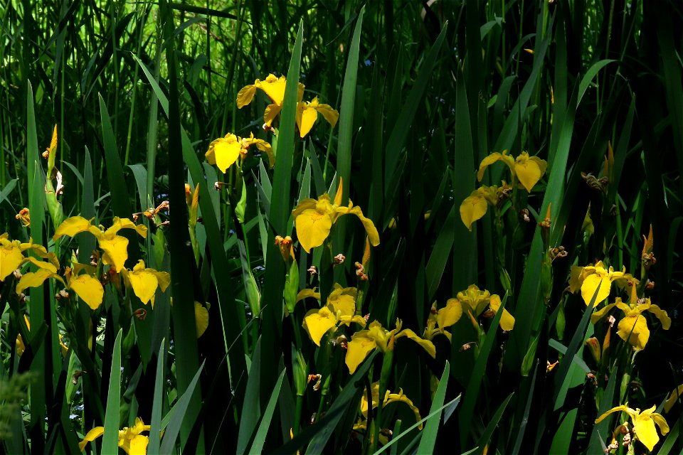 Yellow Flag Iris photo