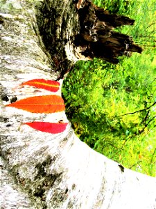 announcing Autumn