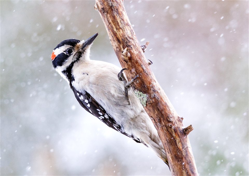 Male Downy Woodpecker in a Flurry