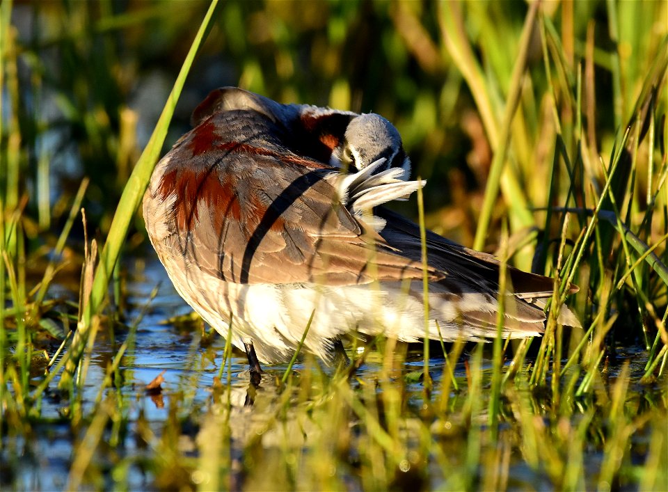 Wilson's phalarope at Seedskadee National Wildlife Refuge