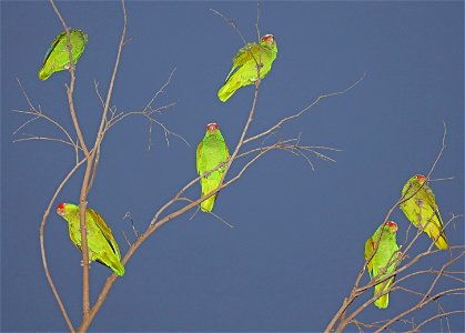 WHITE-FRONTED PARROT (12-06-2021) oliveira park, brownsville, cameron co, tx -01