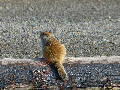 Young Arctic ground squirrel photo