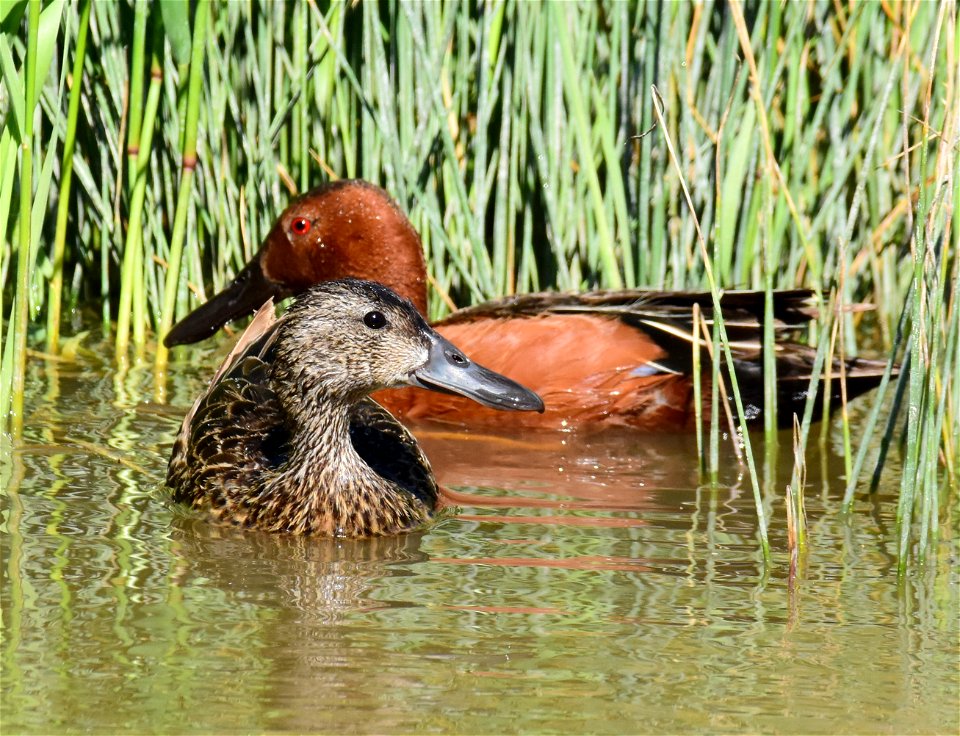 Cinnamon teal at Seedskadee National Wildlife Refuge