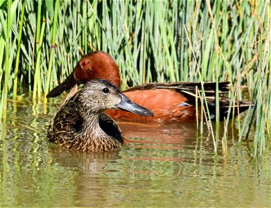 Cinnamon teal at Seedskadee National Wildlife Refuge
