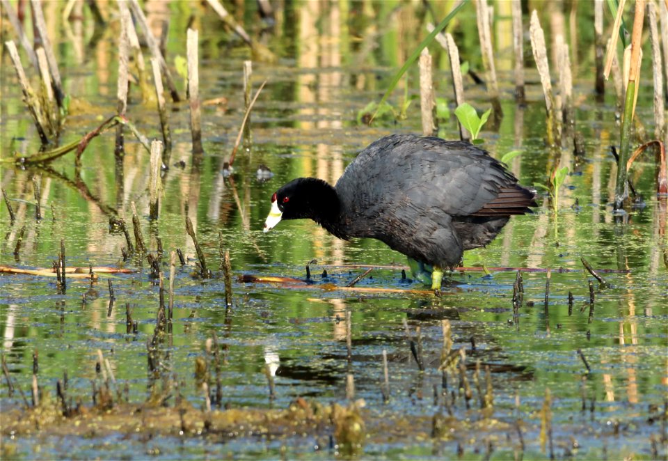 American Coot Huron Wetland Management District