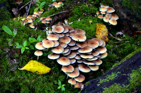 Hypholoma acutum. photo