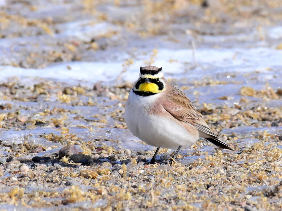 Horned Lark at Seedskadee National Wildlife Refuge