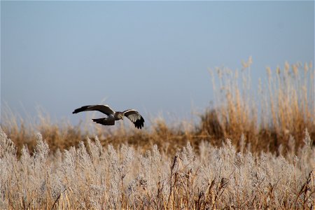 Northern Harrier Owens Bay Lake Andes National Wildlife Refuge South Dakota photo