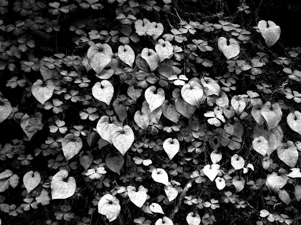 DUSTY LEAVES - 5 BW