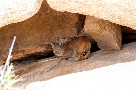 Bobcat (Lynx rufus baileyi)