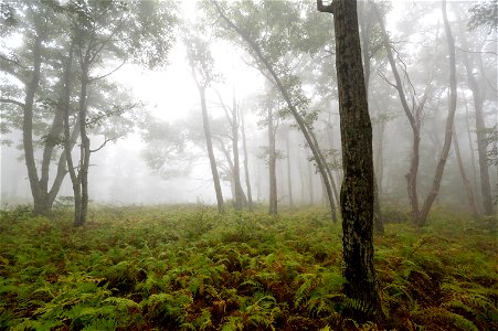 Misty Forest Ferns photo