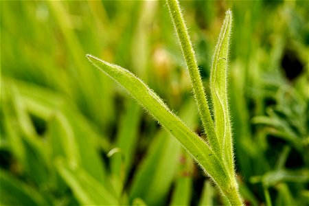 Arnica fulgens
