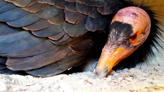 California condor and chick in nest.