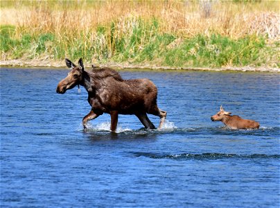 Moose at Seedskadee National Wildlife Refuge