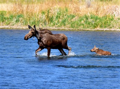 Moose at Seedskadee National Wildlife Refuge photo