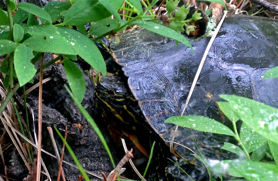 Painted turtle in the northwoods of Wisconsin