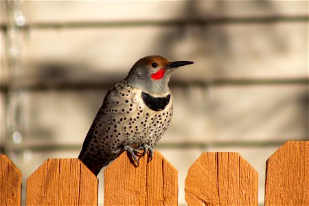 Northern flicker