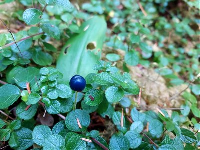 Queen's cup berry, Mt. Baker-Snoqualmie National Forest. Photo by Anne Vassar Aug. 10, 2021.