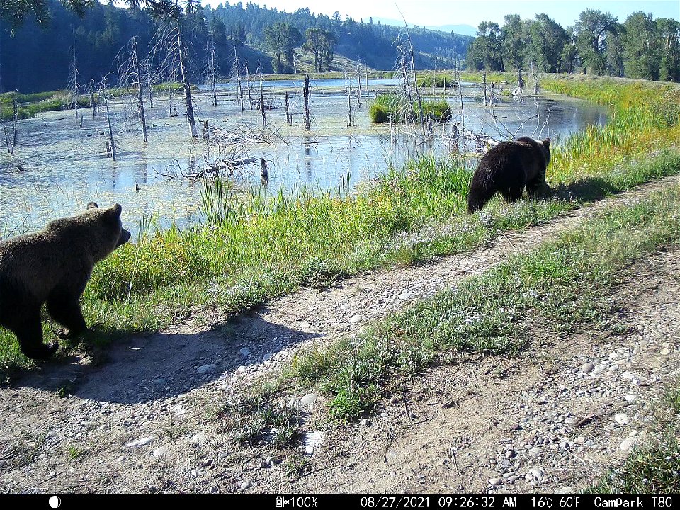 Grizzly Bears
