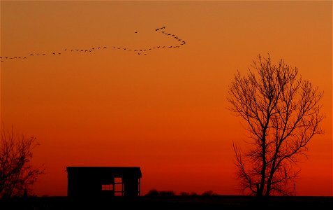 Spring Waterfowl at Sunset Huron Wetland Management District photo