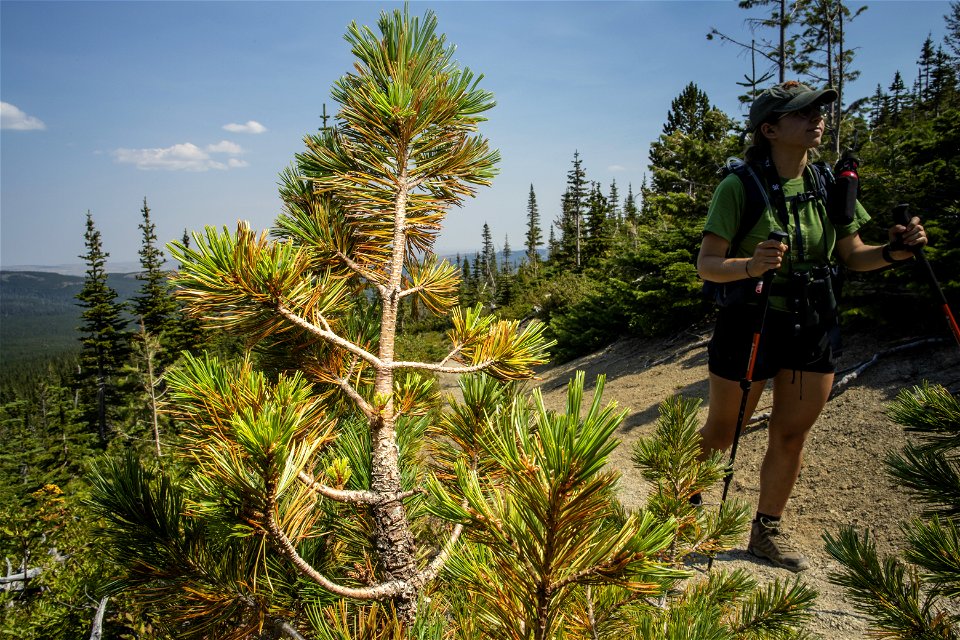 Whitebark Pine and Blister Rust