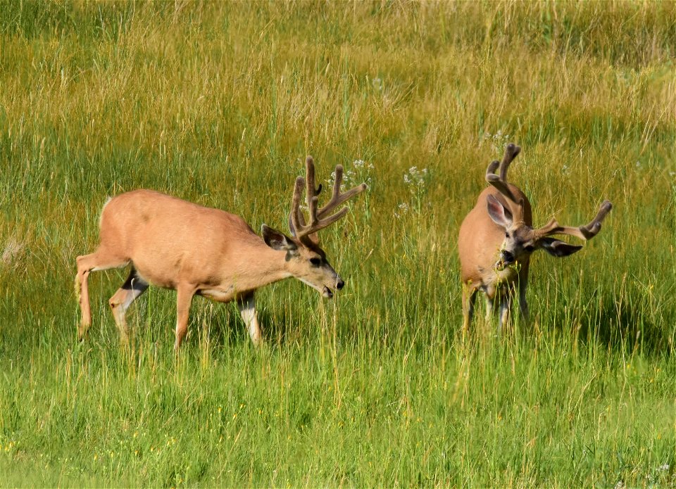 Mule deer at Seedskadee National Wildlife Refuge