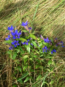 Downy Gentian on Lake Andes Wetland Management District South Dakota photo