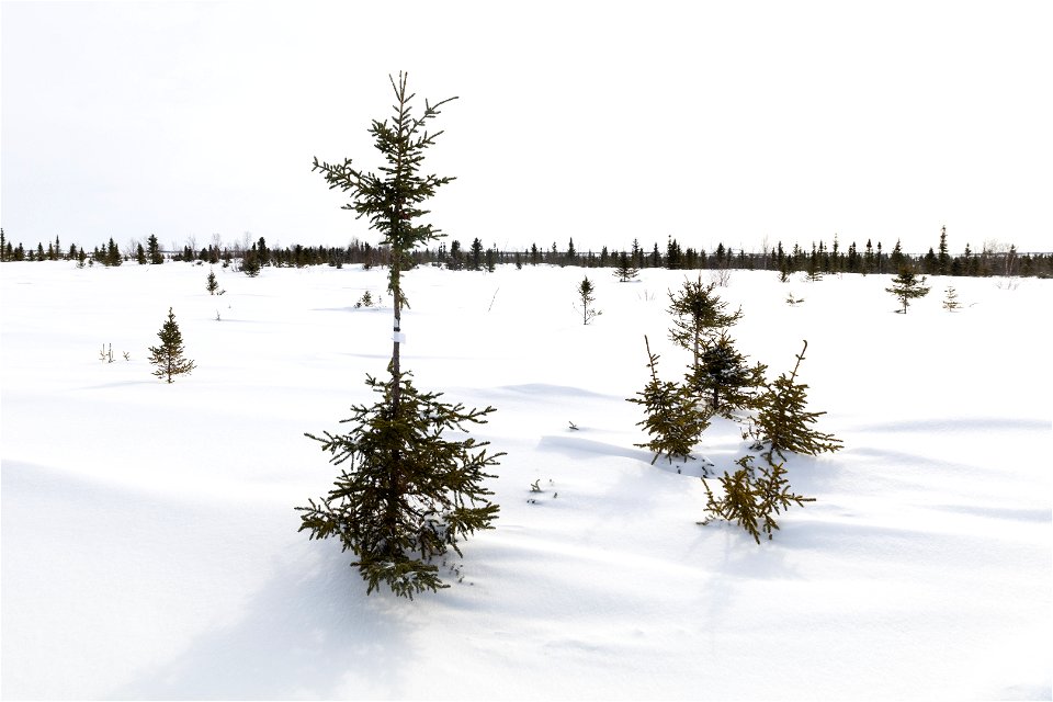 Textures of snow at Selawik National Wildlife Refuge