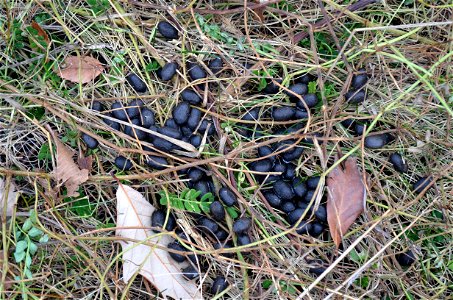 White-tailed Deer Scat photo