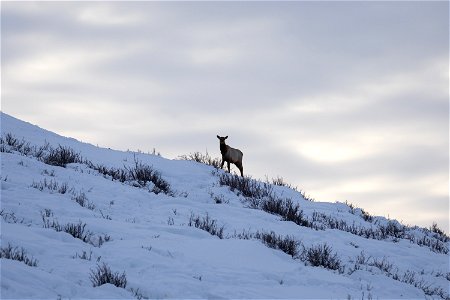 Elk on the National Elk Refuge