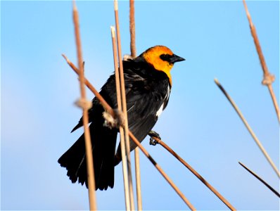 Yellow headed blackbird at Seedskadee National Wildlife Refuge photo