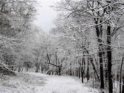 Snowy morning at Port Louisa National Wildlife Refuge photo