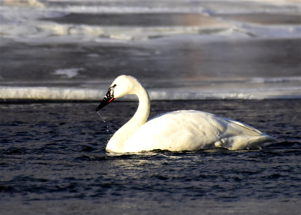 Trumpeter swans at Seedskadee National Wildlife Refuge