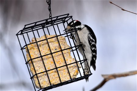 Downy woodpecker at a suet feeder photo
