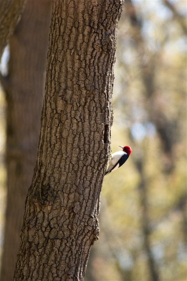 Red-headed Woodpecker