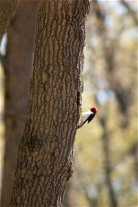 Red-headed Woodpecker