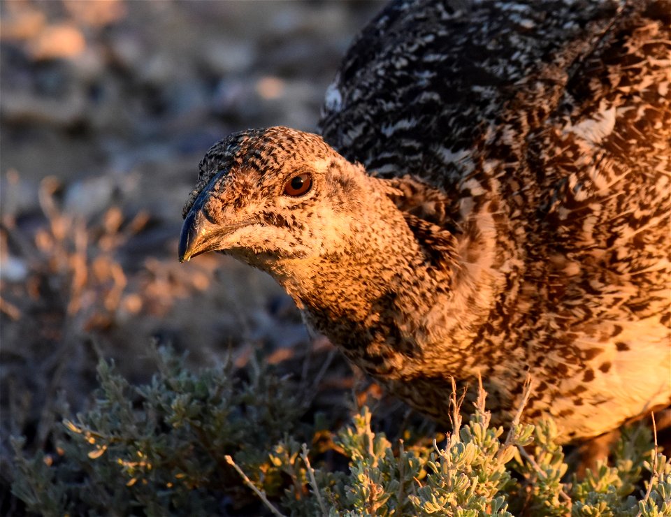 Greater sage-grouse at Seedskadee National Wildlife Refuge