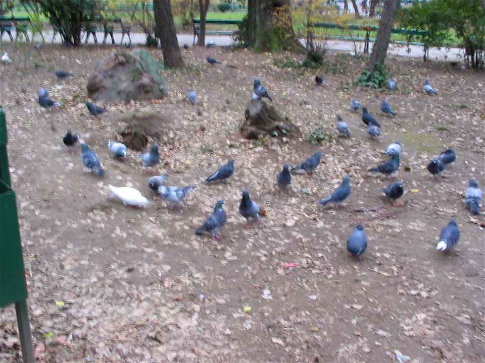 cismigiu_20041205_03