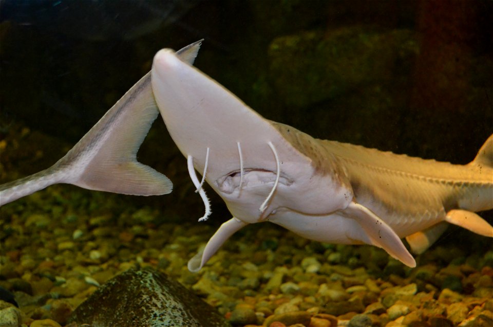 Sub-Adult Pallid Sturgeon photo