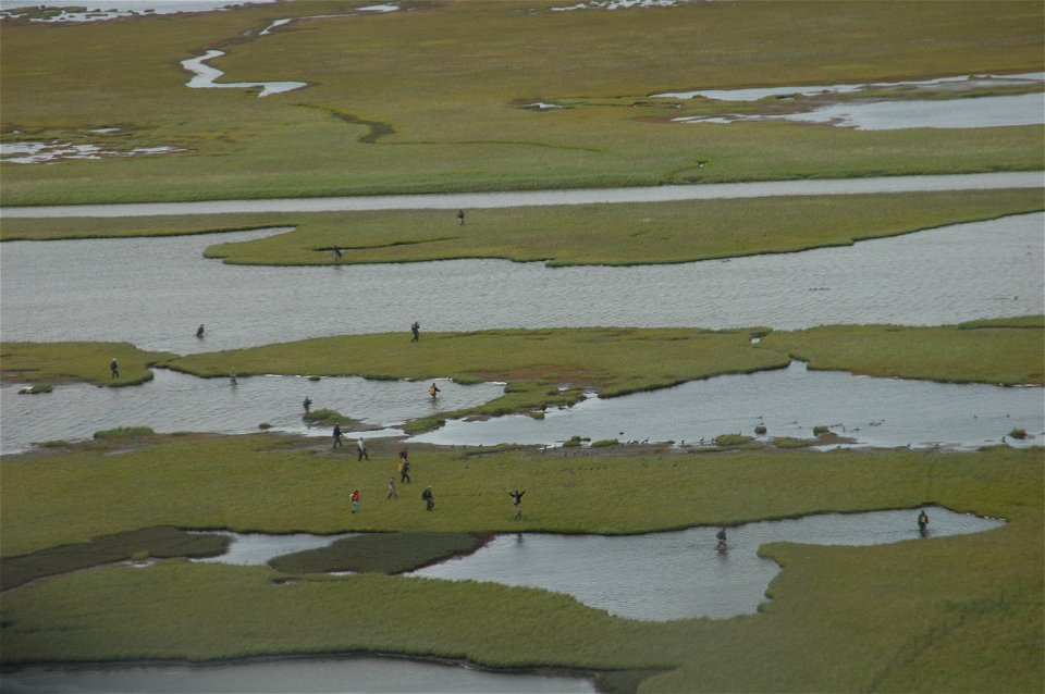 Rounding up Geese