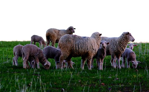 Herd at Dusk